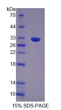 Figure 1. SDS-PAGE