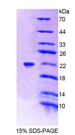 Figure 1. SDS-PAGE