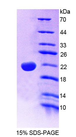 Figure 1. SDS-PAGE