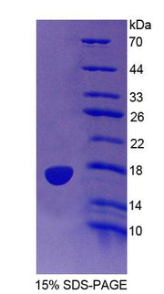 Figure 1. SDS-PAGE