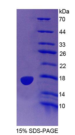 Figure 1. SDS-PAGE