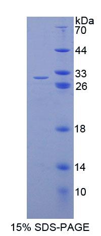 Figure 1. SDS-PAGE