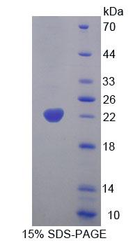 Figure 1. SDS-PAGE