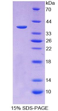 Figure 1. SDS-PAGE