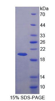 Figure 1. SDS-PAGE