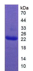 Figure 2. SDS-PAGE
