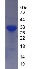 Figure 2. SDS-PAGE