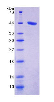 Figure 1. SDS-PAGE