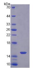 Figure 2. SDS-PAGE