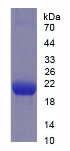 Figure 2. SDS-PAGE