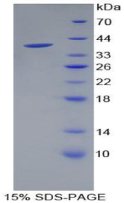 Figure 1. SDS-PAGE