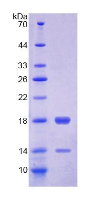 Figure 1. SDS-PAGE