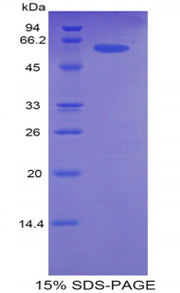 Figure 1. SDS-PAGE