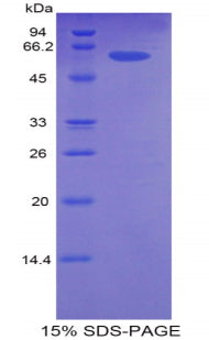 Figure 1. SDS-PAGE