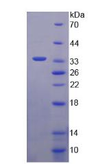 Figure 3. SDS-PAGE