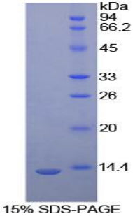 Figure 1. SDS-PAGE