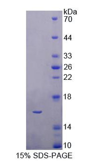 Figure 1. SDS-PAGE