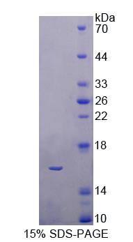 Figure 1. SDS-PAGE