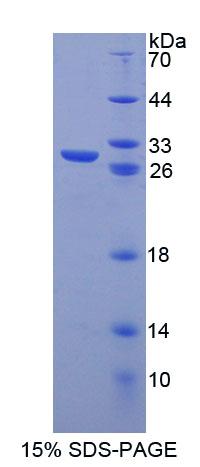 Figure 1. SDS-PAGE
