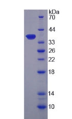 Figure 2. SDS-PAGE