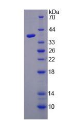Figure 2. SDS-PAGE