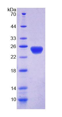 Figure 1. SDS-PAGE
