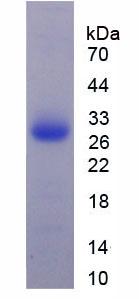 Figure 2. SDS-PAGE