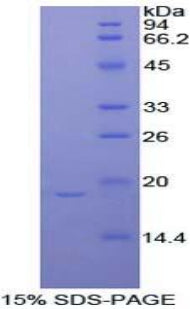 Figure 1. SDS-PAGE