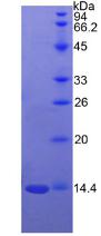 Figure 3. SDS-PAGE