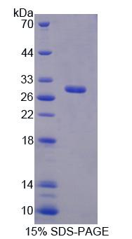 Figure 1. SDS-PAGE