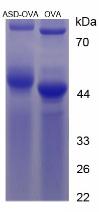 Figure 3. SDS-PAGE