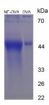 Figure 2. SDS-PAGE