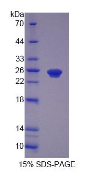Figure 1. SDS-PAGE