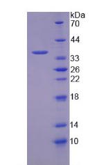 Figure 2. SDS-PAGE