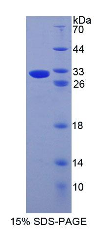 Figure 1. SDS-PAGE