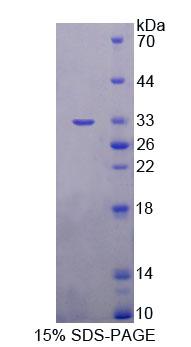 Figure 1. SDS-PAGE
