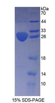 Figure 1. SDS-PAGE