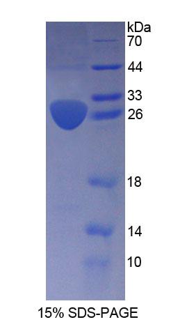 Figure 1. SDS-PAGE