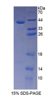 Figure 1. SDS-PAGE