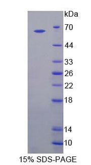 Figure 1. SDS-PAGE