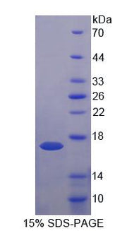 Figure 1. SDS-PAGE