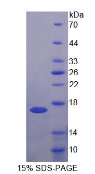 Figure 1. SDS-PAGE