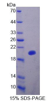 Figure 1. SDS-PAGE