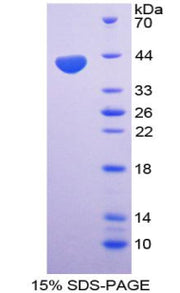Figure 1. SDS-PAGE