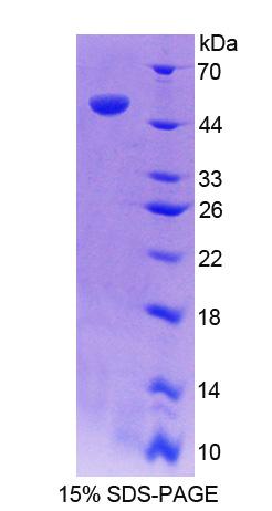 Figure 1. SDS-PAGE