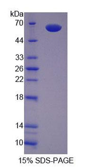 Figure 1. SDS-PAGE