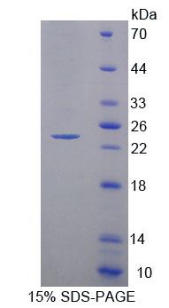 Figure 1. SDS-PAGE