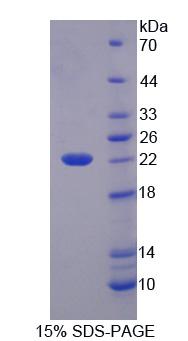 Figure 1. SDS-PAGE
