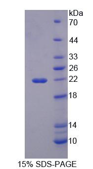 Figure 1. SDS-PAGE