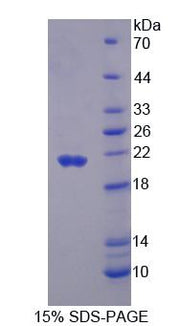 Figure 1. SDS-PAGE